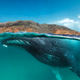 Illustration for article titled These Might Be The Loneliest Whales in the World
